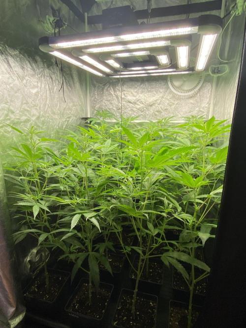 Dr love seeds Kush Wu Kong. Week 5 - 13 DIAS