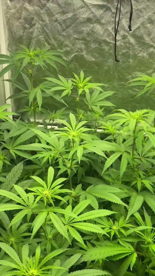 Dr love seeds Kush Wu Kong