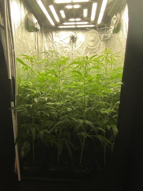 Dr love seeds Kush Wu Kong. Week 6 - DIA 18