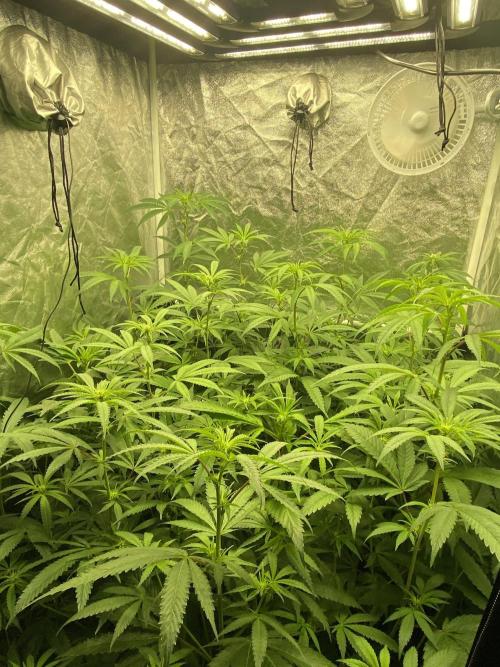 Dr love seeds Kush Wu Kong. Week 6 - DIA 18