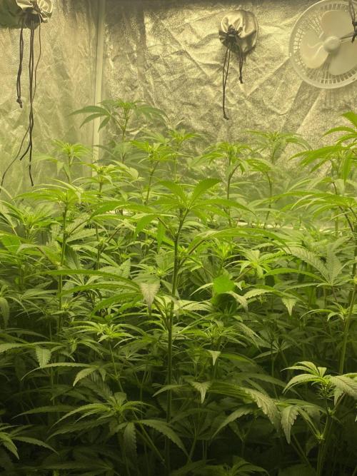 Dr love seeds Kush Wu Kong. Week 6 - DIA 18