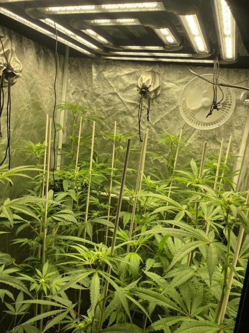 Dr love seeds Kush Wu Kong. Week 6 - DIA 21