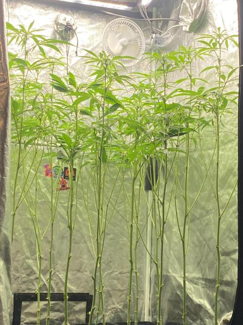 Dr love seeds Kush Wu Kong. Week 6 - DIA 21