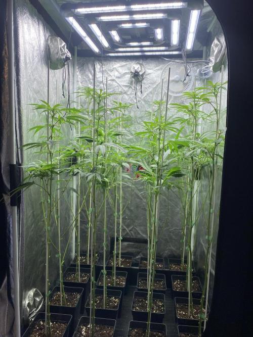 Dr love seeds Kush Wu Kong. Week 6 - DIA 21
