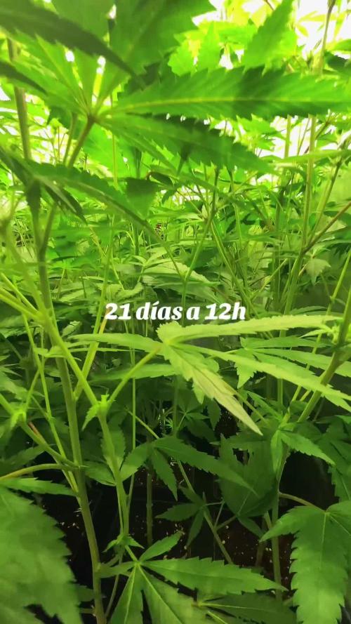 Dr love seeds Kush Wu Kong