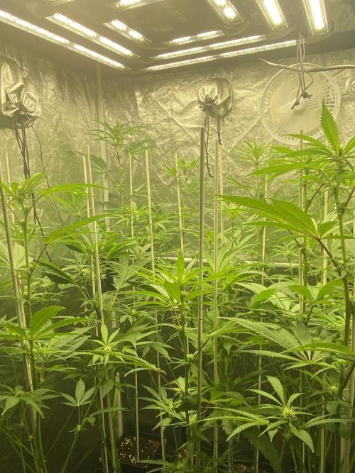 Dr love seeds Kush Wu Kong. Week 7 - DESPUES DE LA PODA 