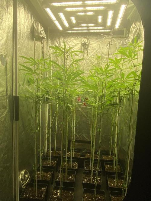 Dr love seeds Kush Wu Kong. Week 7