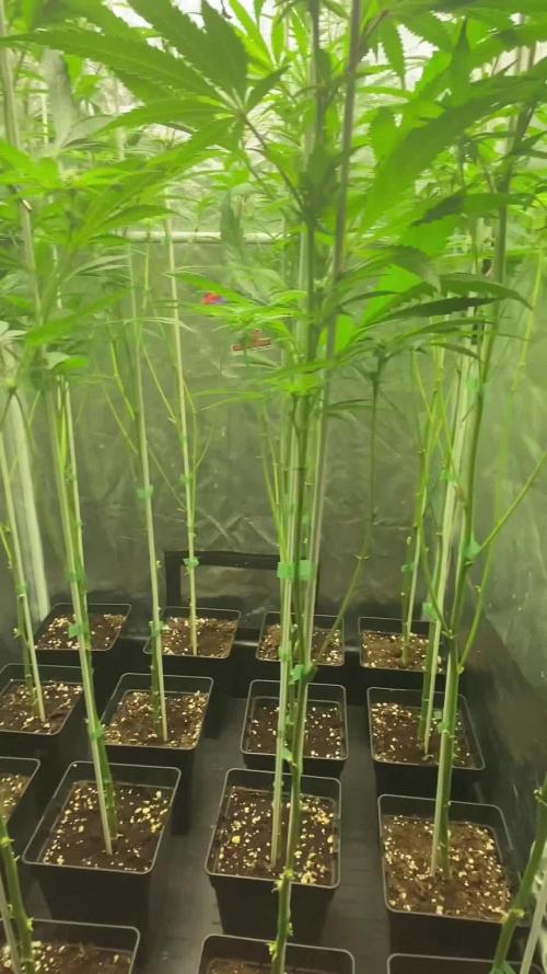 Dr love seeds Kush Wu Kong