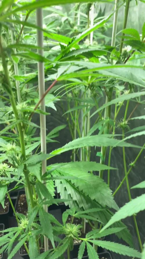 Dr love seeds Kush Wu Kong
