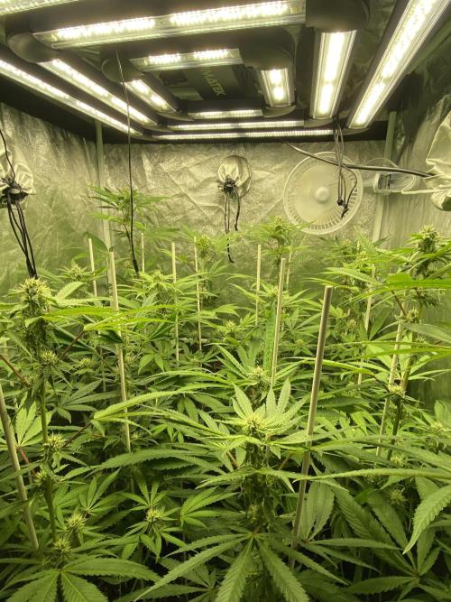 Dr love seeds Kush Wu Kong. Week 8 - :)