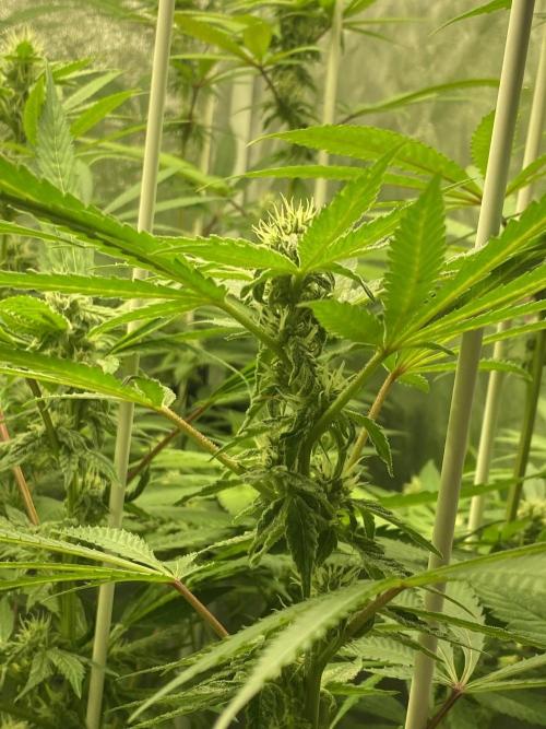 Dr love seeds Kush Wu Kong. Week 8
