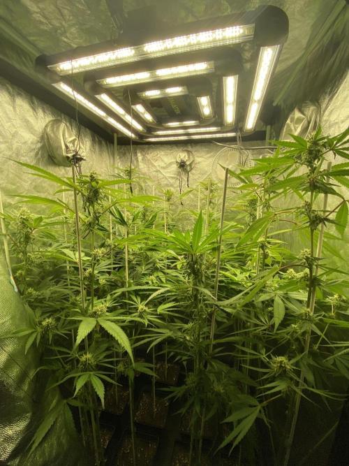 Dr love seeds Kush Wu Kong. Week 9