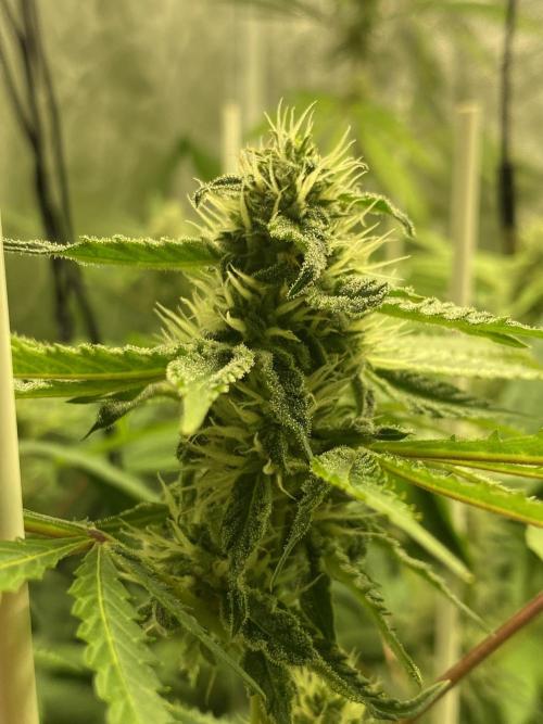 Dr love seeds Kush Wu Kong. Week 9