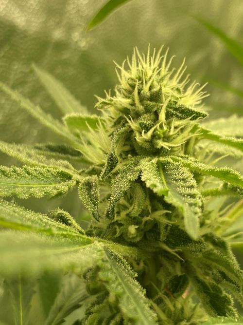 Dr love seeds Kush Wu Kong. Week 9