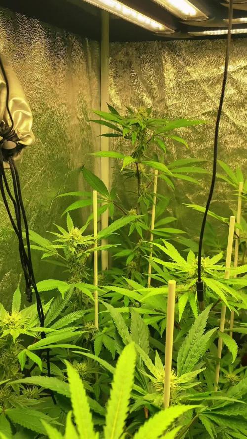 Dr love seeds Kush Wu Kong