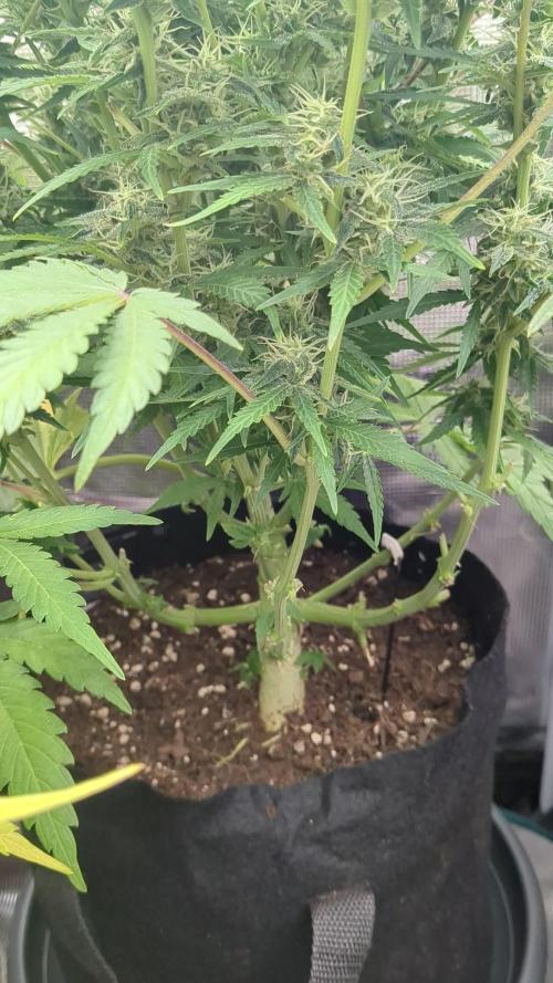Lemon AK Auto - FastBuds