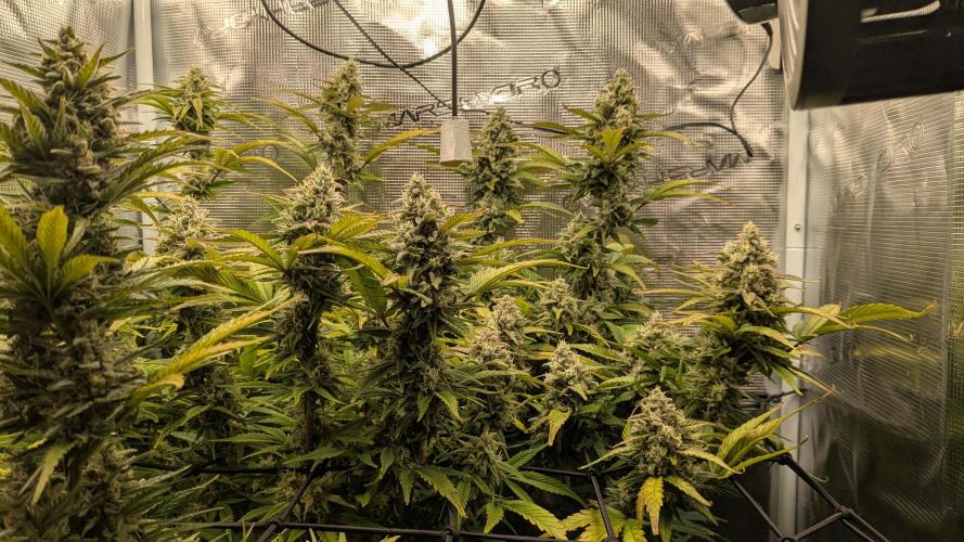 Blueberry Automatic. Week 6