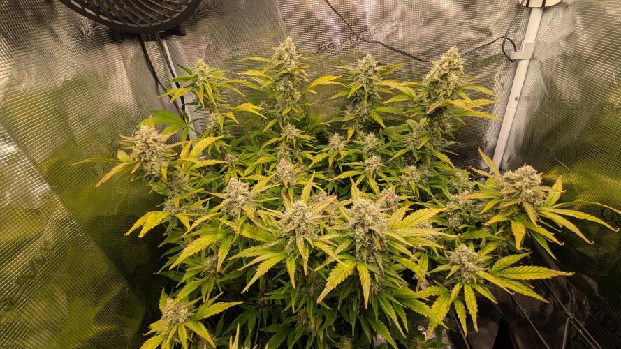 Blueberry Automatic. Week 6