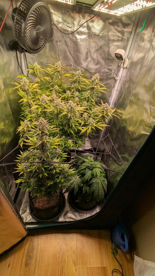 Blueberry Automatic. Week 6