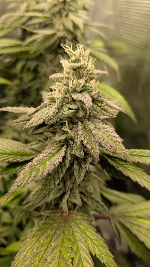 Omg Reeper Seeds. Week 5