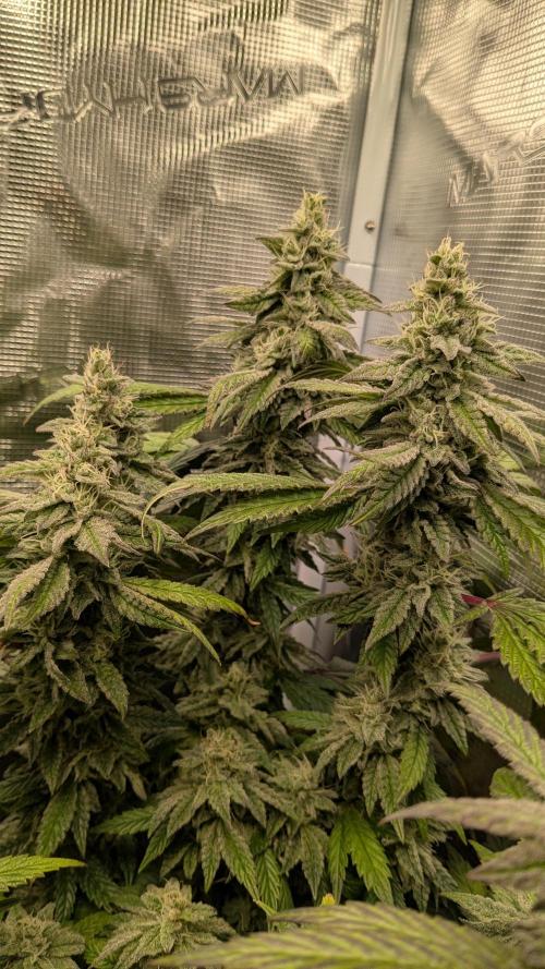 Omg Reeper Seeds. Week 5