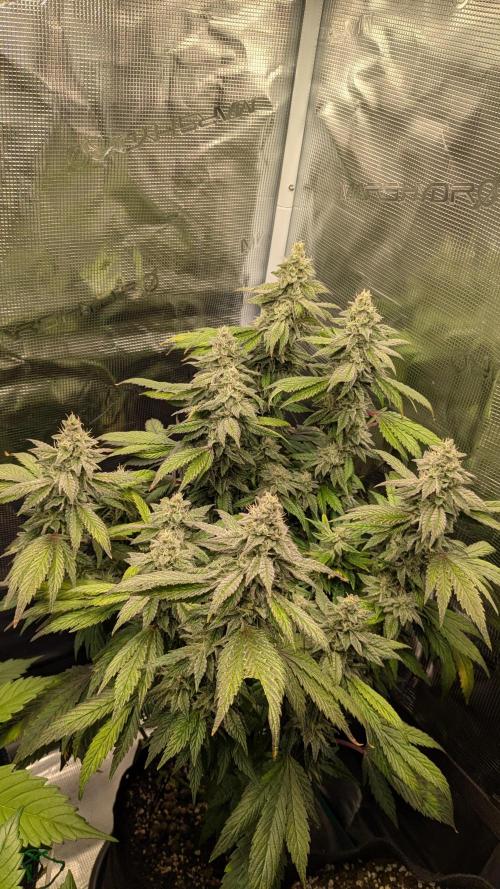 Omg Reeper Seeds. Week 5