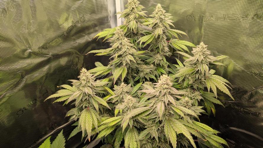 Omg Reeper Seeds. Week 5