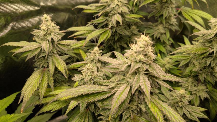 Omg Reeper Seeds. Week 5