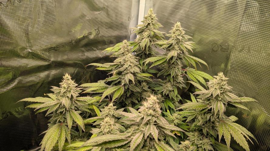 Omg Reeper Seeds. Week 5