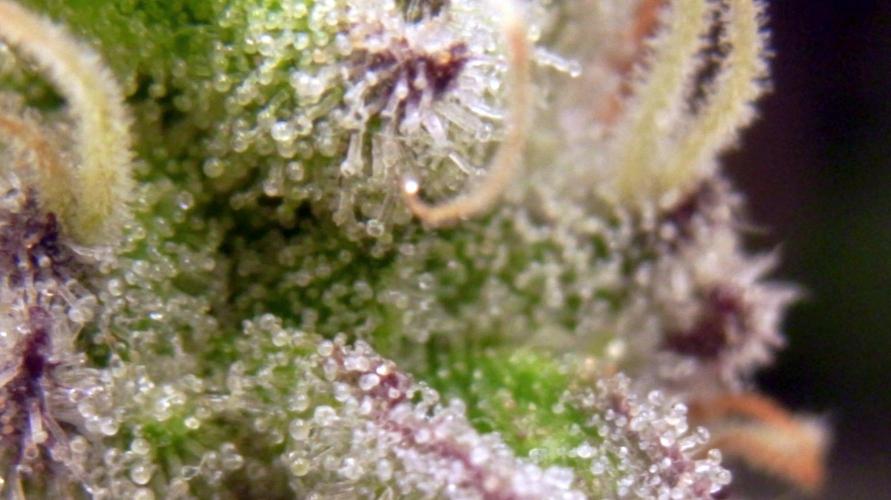 Omg Reeper Seeds. Week 7