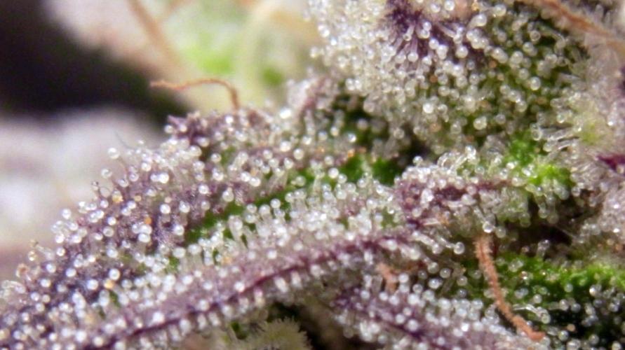 Omg Reeper Seeds. Week 7