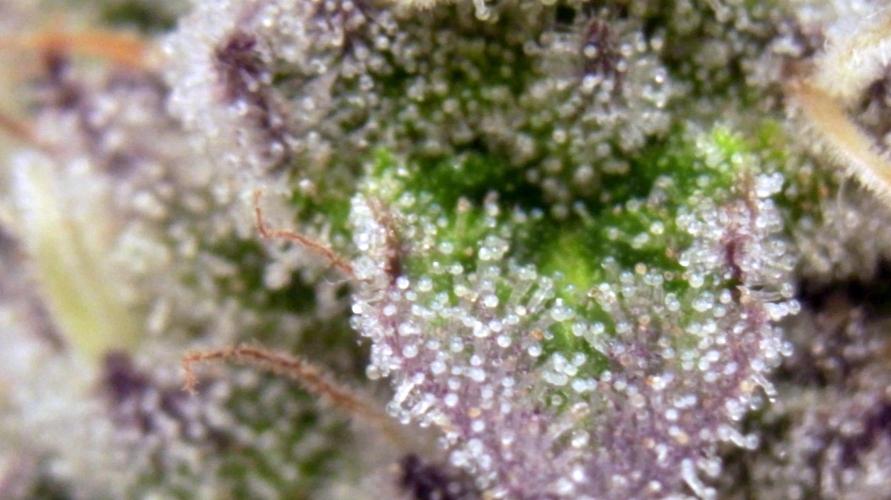 Omg Reeper Seeds. Week 7