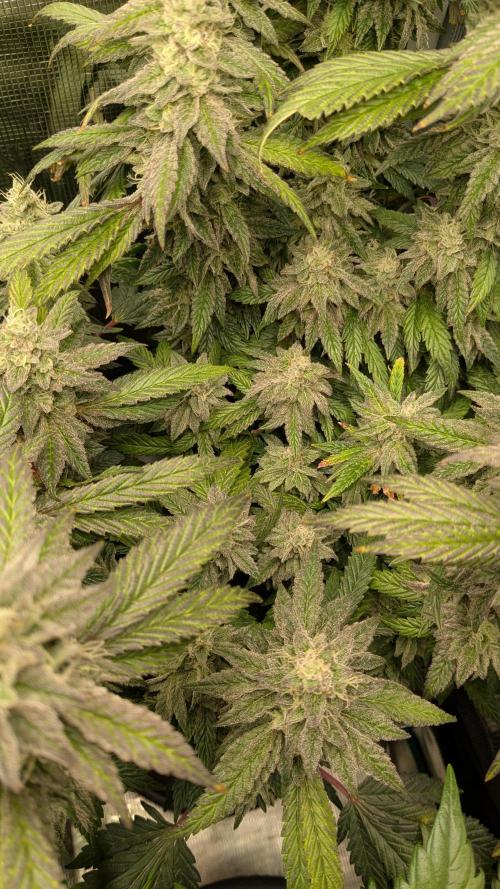 Omg Reeper Seeds. Week 7