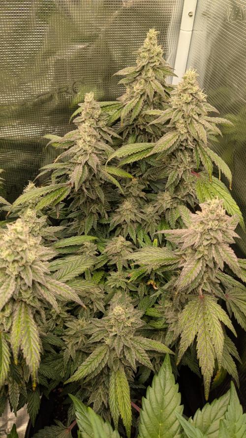 Omg Reeper Seeds. Week 7