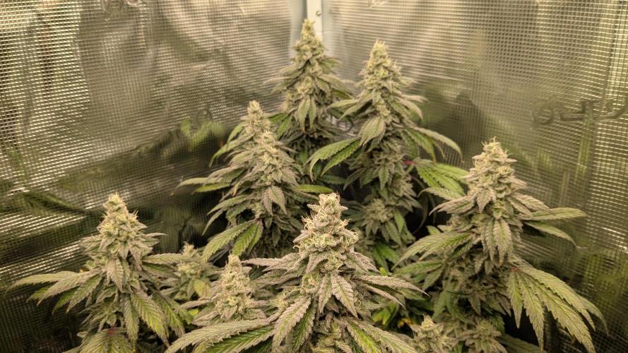 Omg Reeper Seeds. Week 7