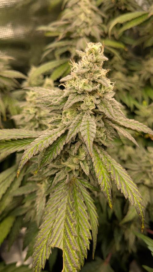 Omg Reeper Seeds. Week 7