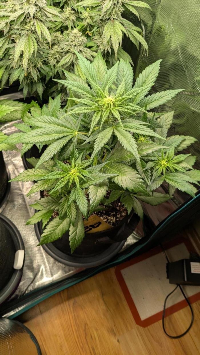 Jack Herer (Auto-Fastbuds). Week 2