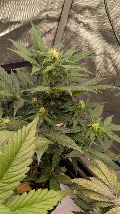 Jack Herer (Auto-Fastbuds). Week 2