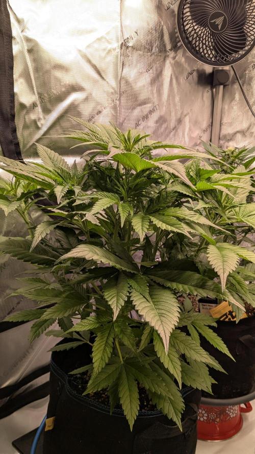 Gorilla Cookies Auto Fastbuds. Week 2