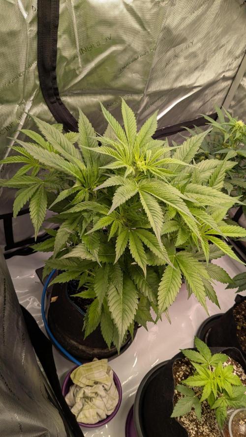 Gorilla Cookies Auto Fastbuds. Week 2