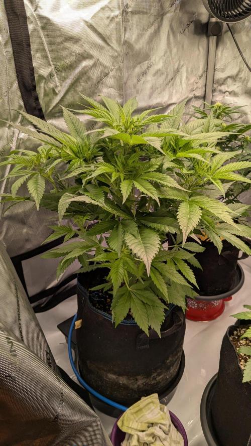 Gorilla Cookies Auto Fastbuds. Week 2