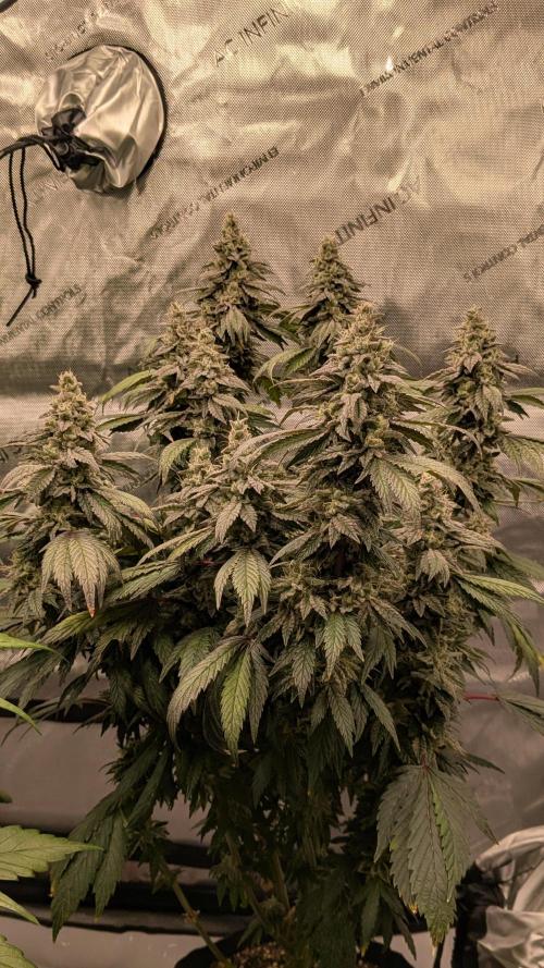 Omg Reeper Seeds. Week 8