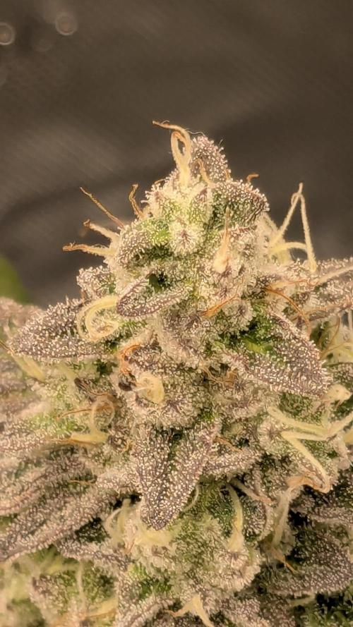 Omg Reeper Seeds. Week 8