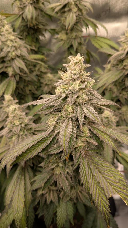 Omg Reeper Seeds. Week 9