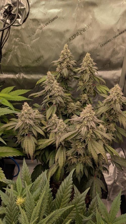 Omg Reeper Seeds. Week 9