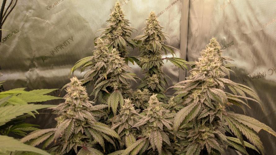 Omg Reeper Seeds. Week 9