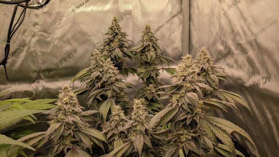 Omg Reeper Seeds. Week 9