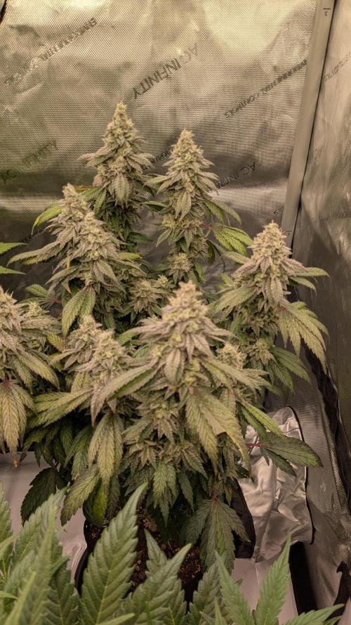 Omg Reeper Seeds. Week 9