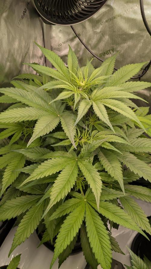 Gorilla Cookies Auto Fastbuds. Week 3