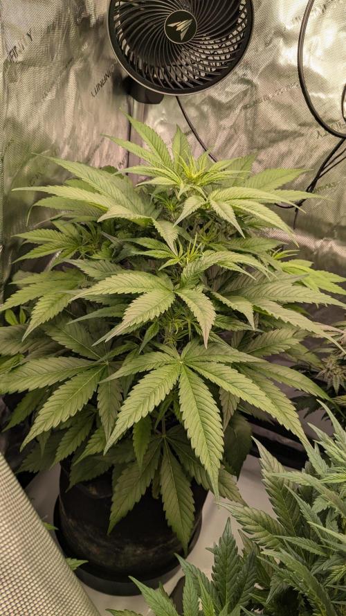 Gorilla Cookies Auto Fastbuds. Week 3